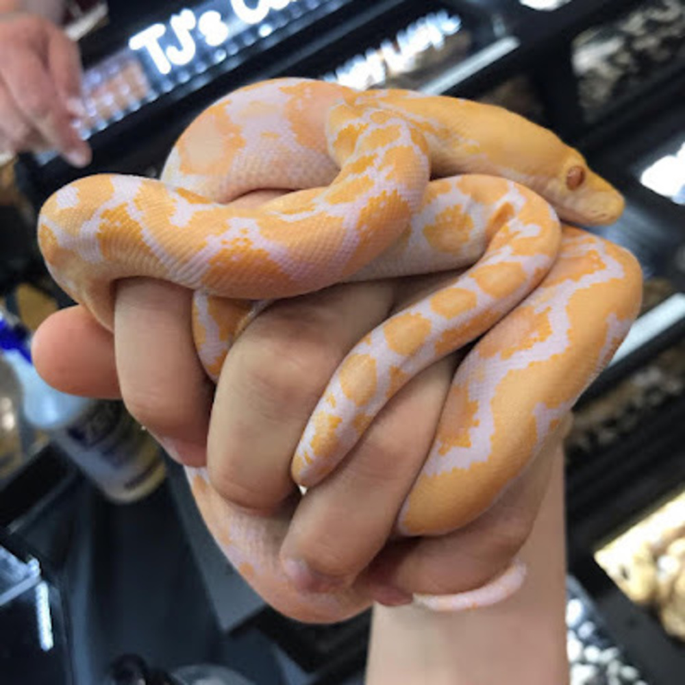 Meet your Posher, Reptiletv